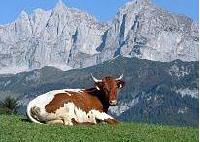 Ausztria - Tirol - Kitzbühel in Tirol - Kaiser Hotel Kitzbühler Alpen