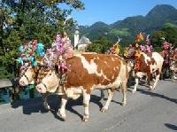 Ausztria - Salzburgerland - Flachau-Wagrain-Zauchensee - (Sportwelt) - Hotel Eschbacher