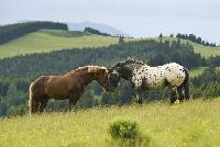 Ausztria - Stájerország - St. Kathrein am Offenegg - Hotel-Gasthof Schwaiger
